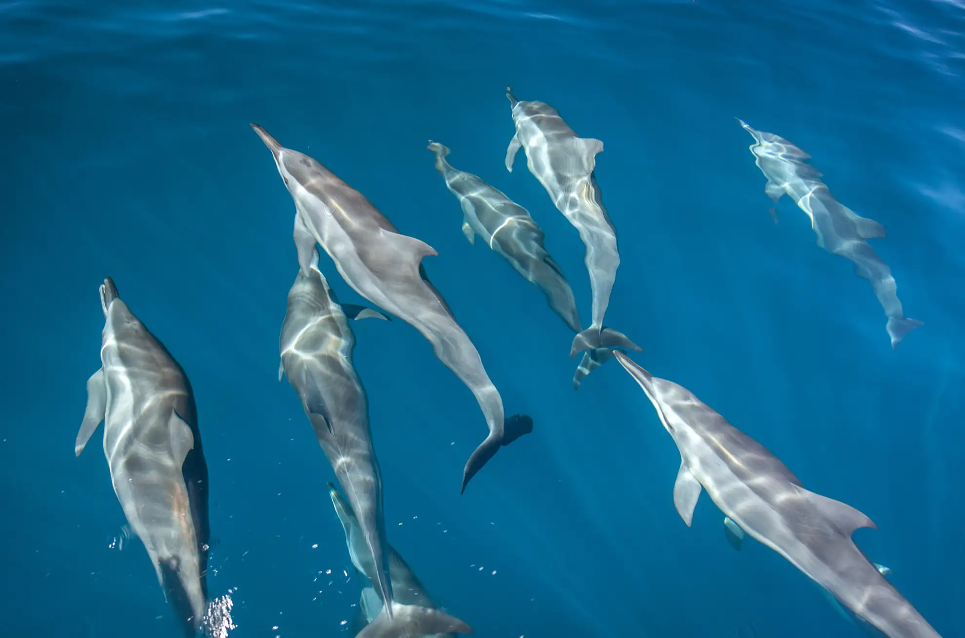 Big-game fishing